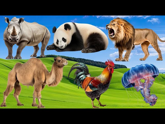 Bustling Animal World Sounds Around Us - Bear, Wolf, Deer, Fox, Raccoon, Badger - Animal Sounds