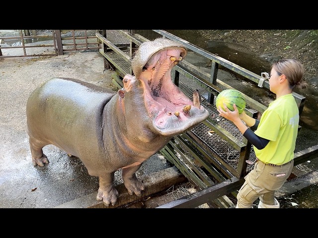 Hippos eat watermelons!? Japan's amazing zoo!! | Nagasaki BIOPARK🐒🦒