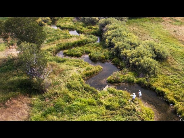 Fly Fishing Film - Dry Fly Spring Creek Fly Fishing by Todd Moen