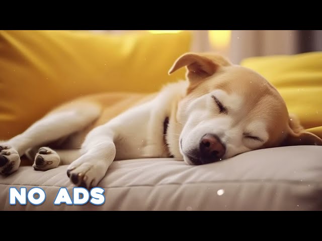 12 Hours Anti Anxiety Music For Dogs 🐶 Stress Relief Music For Dogs ♬ Calming Music For Dogs