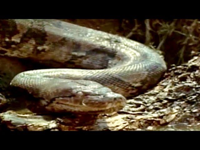 TERROR IN THE JUNGLE | Full Length Adventure Movie | English | HD | 720p