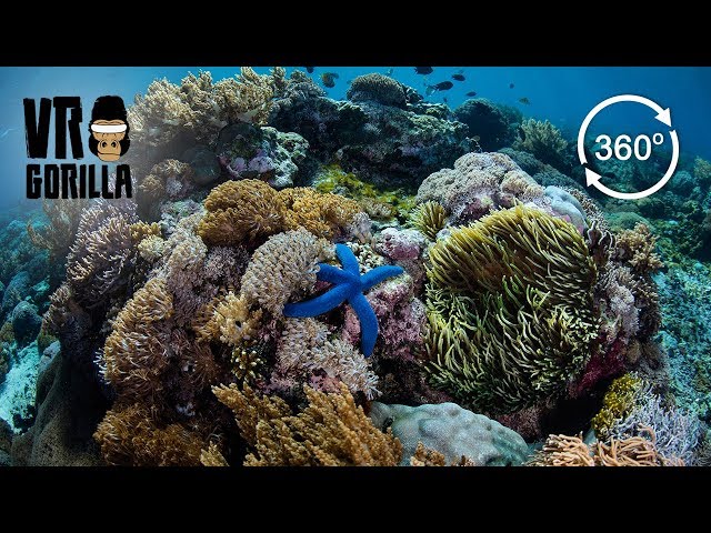 Freediving The Coral In Komodo National Park, Indonesia - 360 VR Video