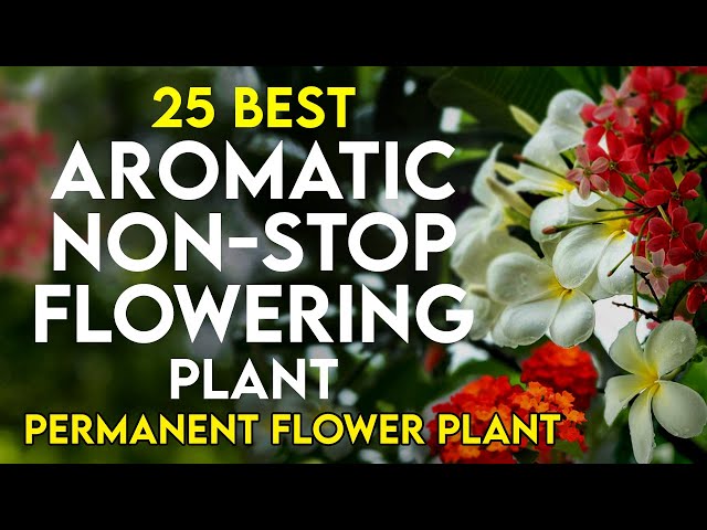 25 best aromatic permanent flowering plants in india | scented flower plant | perennial flower plant