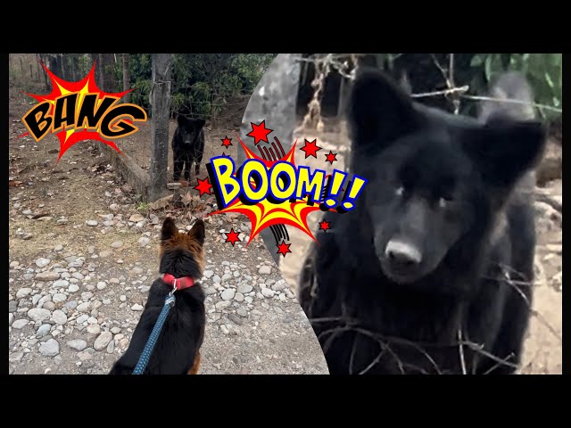 Bella got scared when black German shepherd barked at her || black German shepherd 🫣