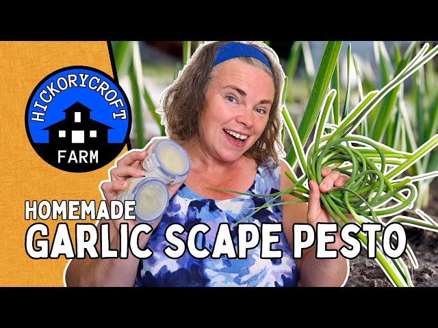 Homemade Garlic Scape Pesto Recipe EASY WAY TO USE GARLIC SCAPES (Growing Garlic at Home)