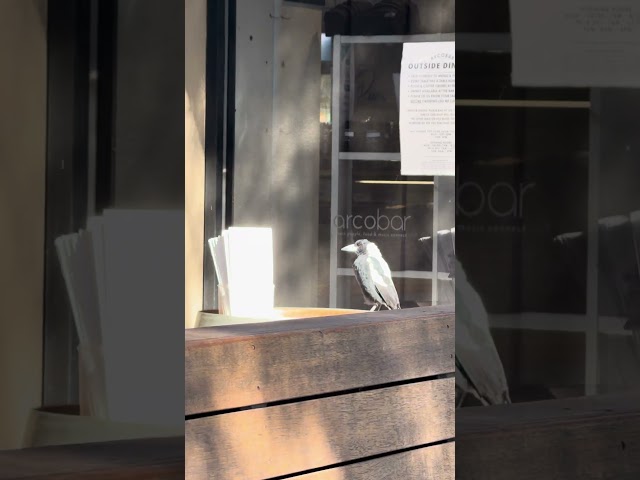 Magpie reading a restaurant menu and confused. #magpie #australia #birds #melbourne