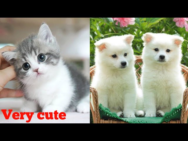 Cute baby animals video compilation || cute dogs and cats video || cute and funny animals