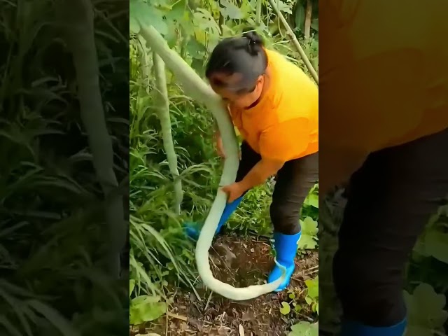 뱀 멜론 따기Picking Snake Melons#farming #enjoyrurallife#satisfying #naturerurallife#rurallife#vegetables