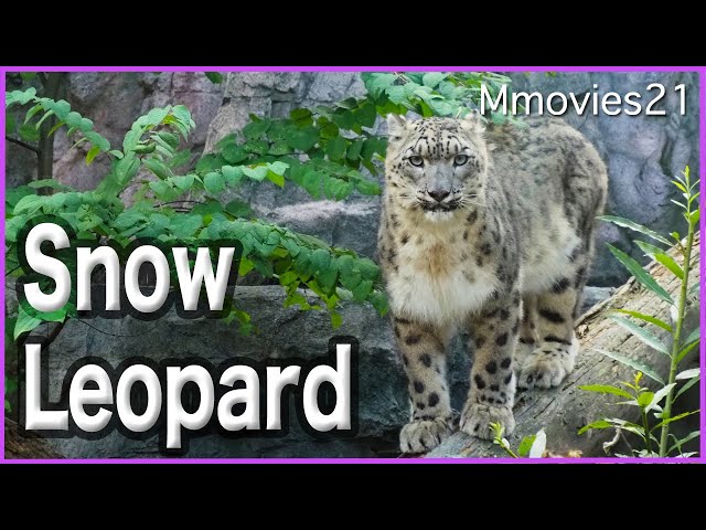 【Snow Leopards】 react next to each other