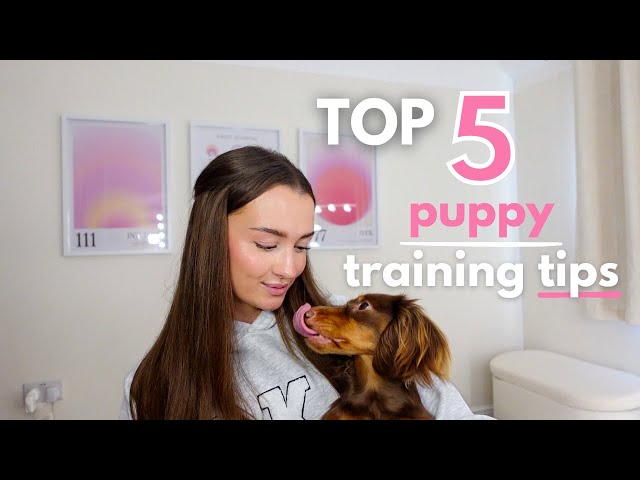 My Top 5 Mini Dachshund Puppy Training Tips