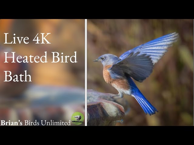 (New)🔴LIVE Heated Bird Bath Cam In 4K! Brian's Birds Unlimited FeederWatch Cam at Ohio