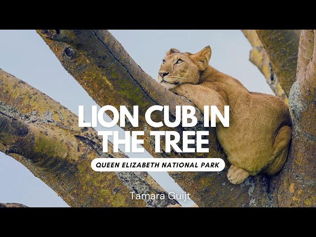 Lion cub in the tree - Queen Elizabeth National Park - Ishasha sector - Uganda 4K