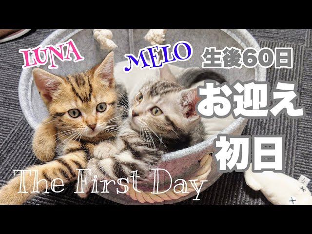 アメショの子猫がきょうだい2匹で我が家に！お迎え初日　生後６０日【アメリカンショートヘア】Kitten's first day home