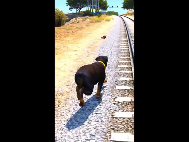 GTA 5 : Dogs teach us love in its purest form Part - 10 😰😰 || #shorts #shortsviral #gta5