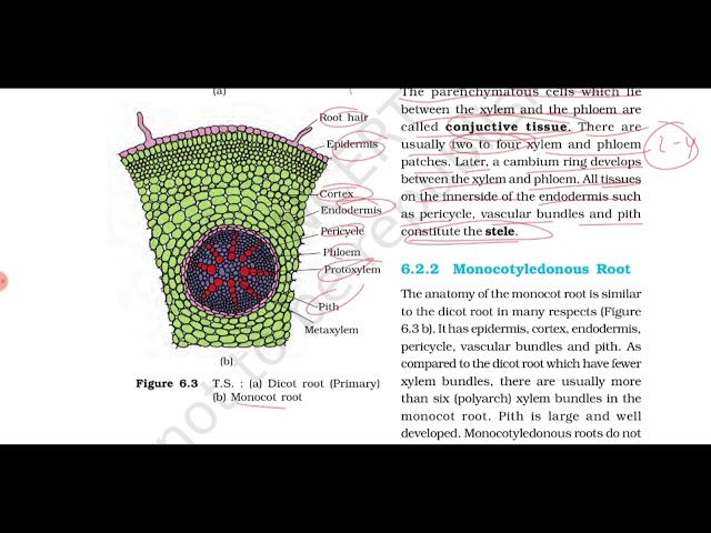 Anatomy of Flowering Plants - Full Chapter Explained | NCERT Class 11 Biology