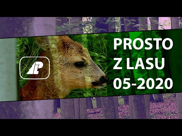 Prosto z lasu - 05-2020