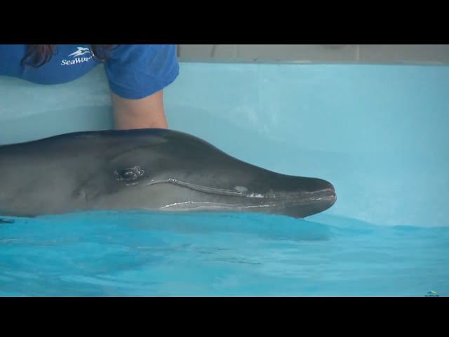 Rescued Rough-Toothed Dolphin Gets A Second Chance At Life