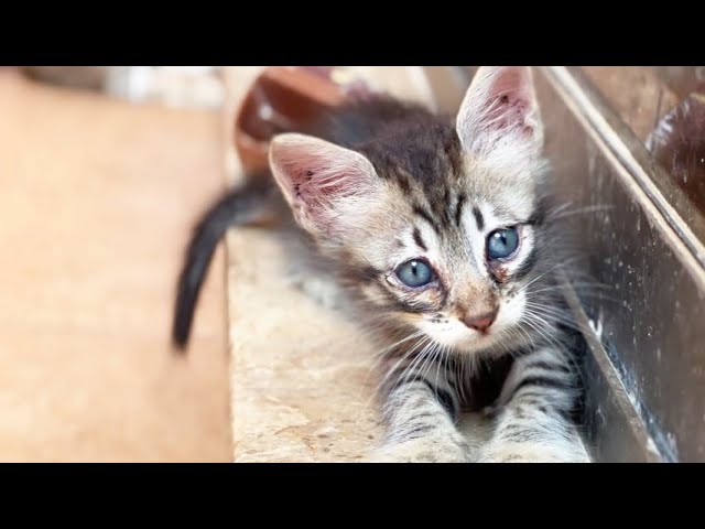 Precious Moments of a Cute Meowing Kitty Cats On a Pur-fect Sunny Day in a Life !