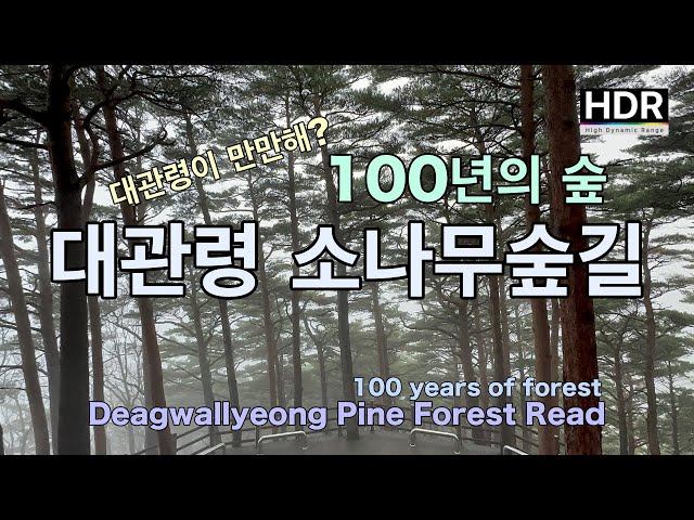 The 100-year-old forest, Daegwallyeong pine forest road that was not easy [4K I SUB]