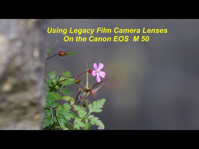 Using legacy film lenses on the Canon EOS M50