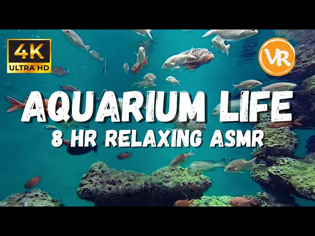 Aquarium Of Fish - 4k Beautiful Aquarium Underwater Ambience With No Music, VR Compatible