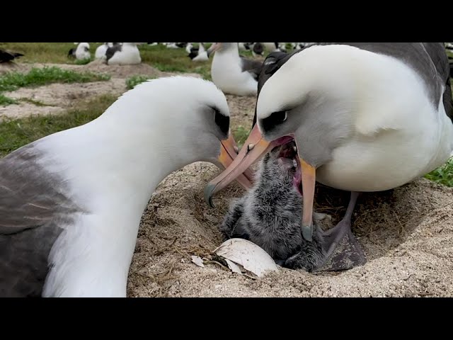 Feeding Time: Part 3 of the Mōlī Chick Experience on Midway Atoll