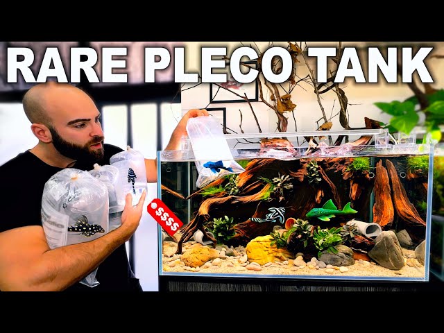 Crazy Expensive Rare Pleco Tank (Aquarium Build)