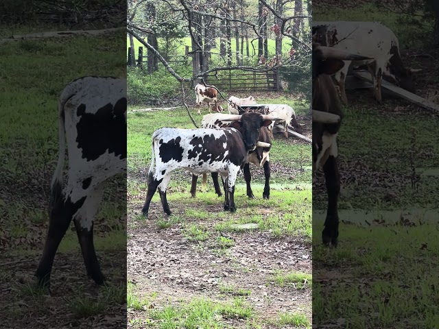 The Sweetest Thing You'll See Today: Bull Comforts Ailing Cow