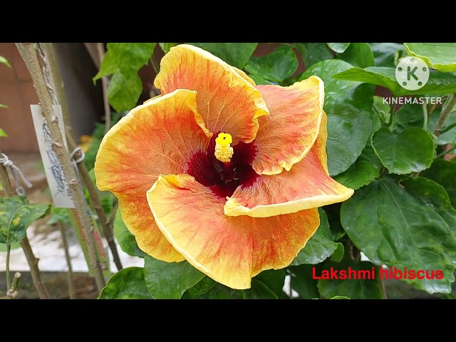 Todays blooms❤