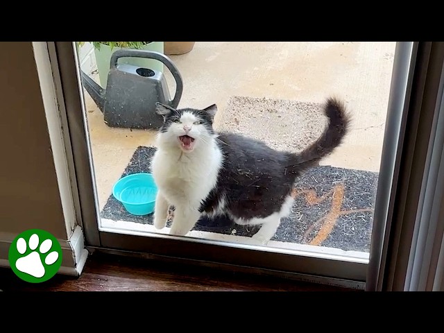 Stray Cat Refused To Be Touched – Now He Begs for Pets