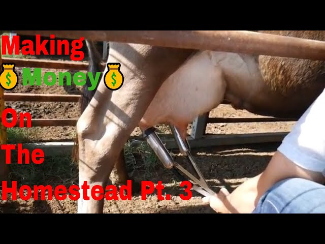 Fresh Raw Milk - Making Money On The Homestead Part 3