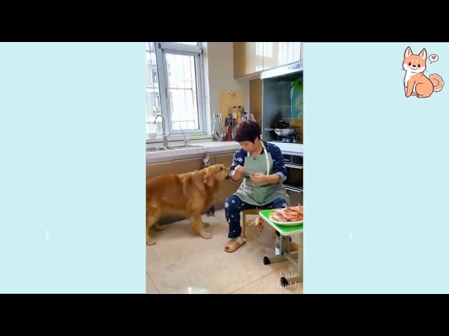 You will laugh at all the DOGS 🤣 Funny DOG Videos 😂🐶 watch till end 2021 video #BabyPets