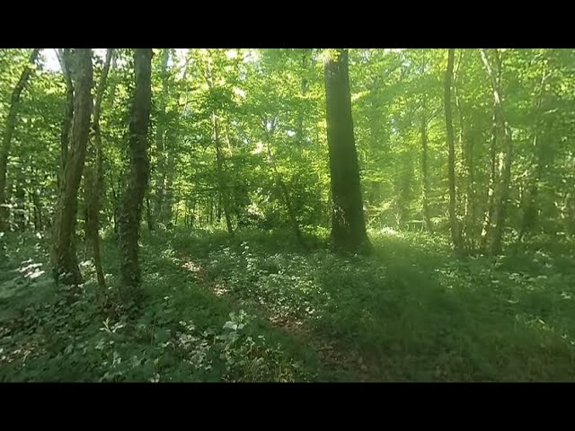 VR180 3D - Insta360 EVO - NATURE 3D -  Bois et forêts - 28 mai 2022