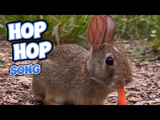 BEST Kids Dance Party EVER with HOP HOP BUNNY SONG!