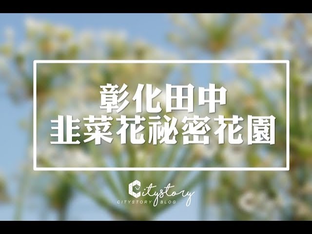 【彰化田中旅遊景點】秋季限定花朵-九月雪尋覓小路間的美麗韭菜花田