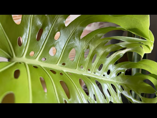 Monstera Facts and Tips!