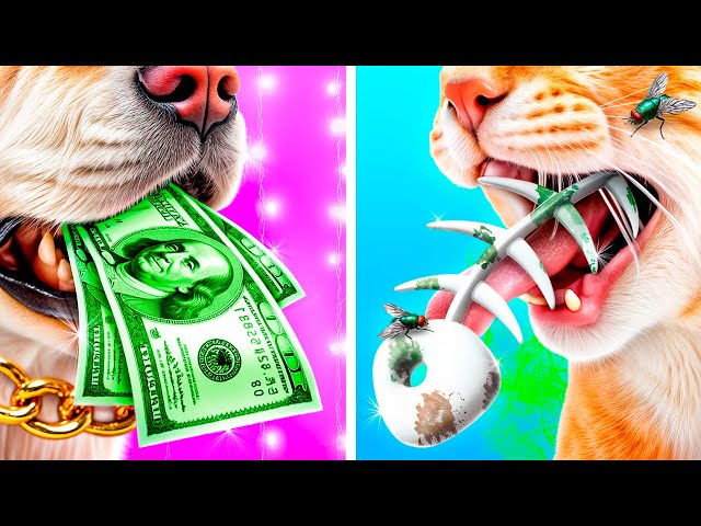 We Build a Secret Rooms for Pets! Rich Dog vs Poor Cat!