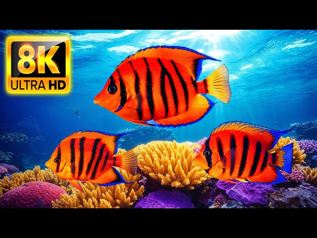 Explore Stunning Sea Life in 8K UHD | Dive into a Mesmerizing Underwater World