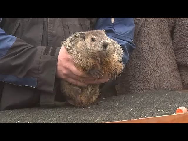 Woodstock Willie predicts early spring on Groundhog Day 2025