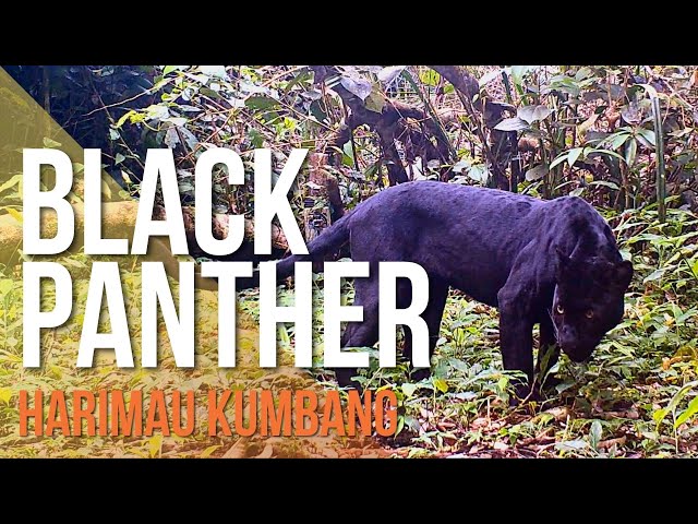 Black Panther in Malaysia (Harimau Kumbang di Malaysia)