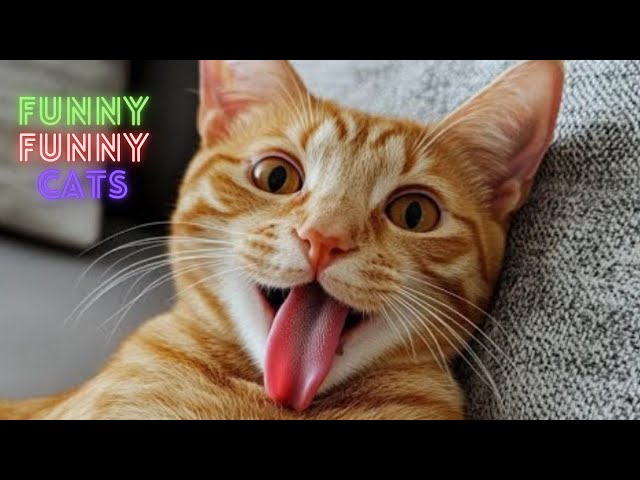 Cat Funny Videos 😹😂  2 Hour Compilation Of Fun Cat Videos That Will Make You Laugh And Find Peace 😺😂