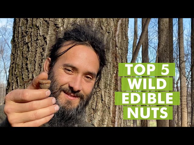 Top 5 Wild Edible Nuts to Forage