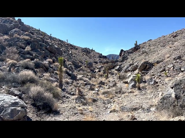 Golden Eagle vs Horned Owl, Dry Mountain, Death Valley