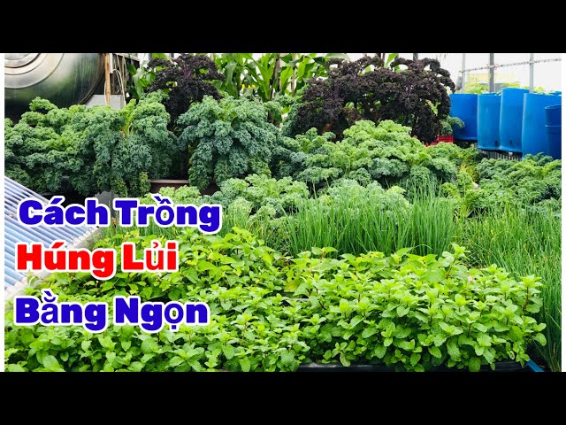 Cách Trồng Húng Lủi Bằng Ngọn