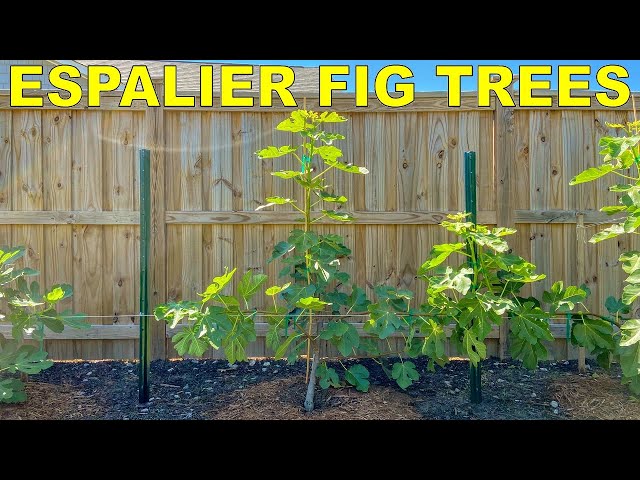 How To Espalier Fig Trees - Complete Guide From Start To Finish