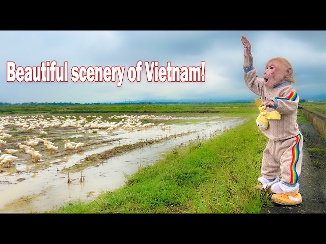 Bibi unexpectedly discovered a flock of ducks while walking in the rice fields!