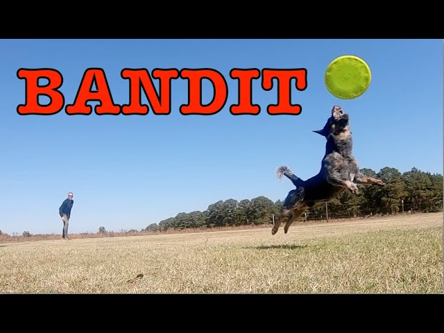 Bandit The Frisbee Dog