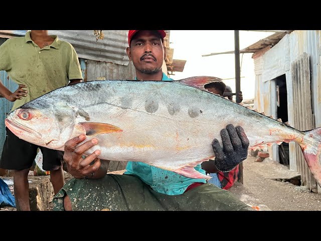 KASIMEDU 🔥 MR.SANKAR | BIG SIZE QUEEN TREVALLY FISH CUTTING VIDEO | 4K VIDEO | KM FISH CUTTING