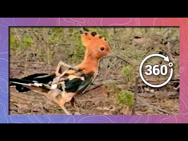 Rare African Hoopoe Waddles Close-Up in 5K 360