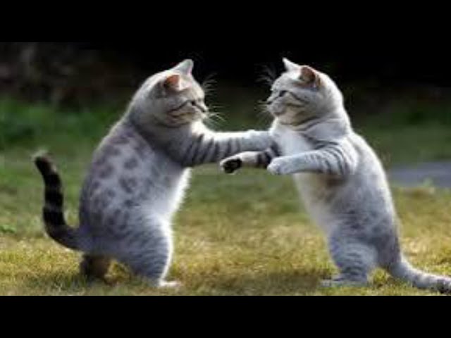 Funny Cats Videos❤️ Meow Meow❤️ Cute Baby Cats 😹 Funny Animals Video #cats #funnycats #funnyanimals